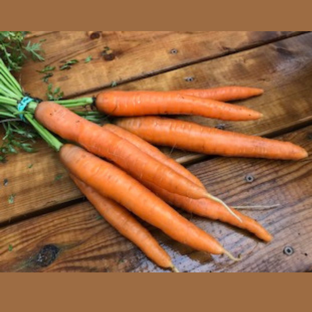 Dolciva Carrot - organic seeds