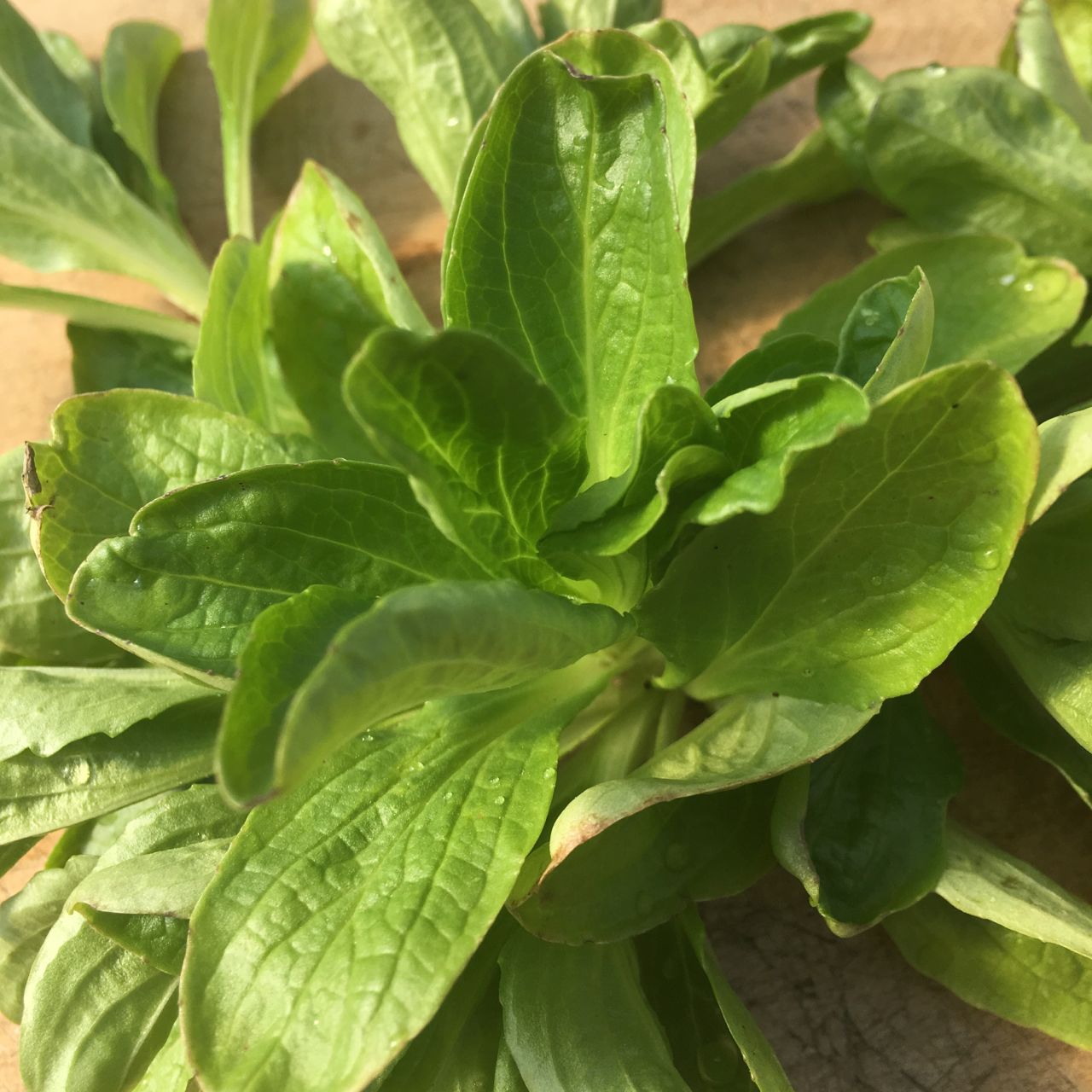 Gros plan de Mâche Vit - semences bio croquantes de Tourne-Sol, aux feuilles vertes fraîches et aux textures visibles, légèrement enroulée sur une surface en bois sous la lumière naturelle, parfaite pour les salades d'hiver.