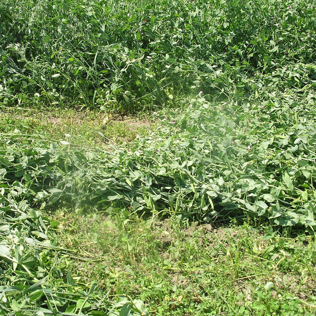 partially mowed 40-10 forage peas showing growth potential