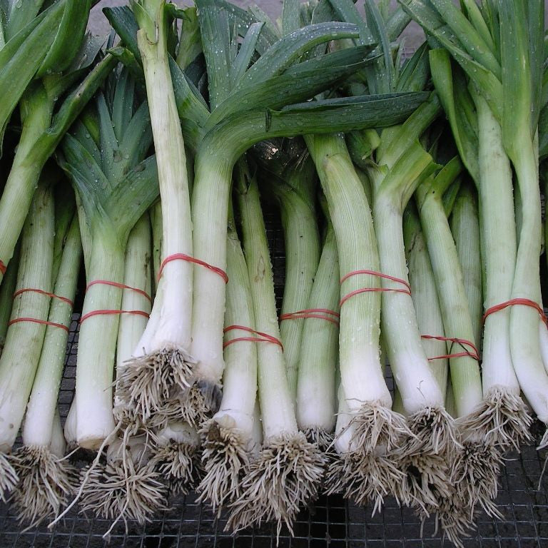 Un bouquet d&#39;oignons verts Poireau King Richard avec de longues tiges est posé sur une grille. (Marque : Tourne-Sol)