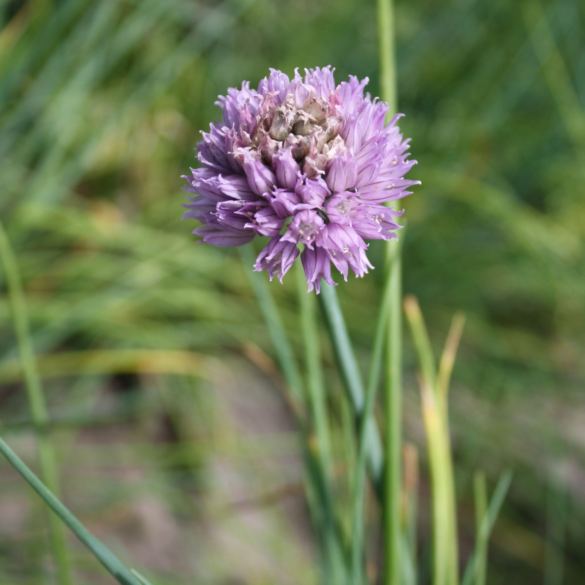 Un gros plan sur la Ciboulette - semences bio de Tourne-Sol met en valeur une fleur de ciboulette violette en pleine floraison, entourée de tiges vertes fines et de feuilles vertes doucement floues, rappelant la fraîcheur des salades vibrantes.