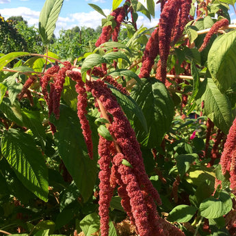 Semences de fleurs biologiques