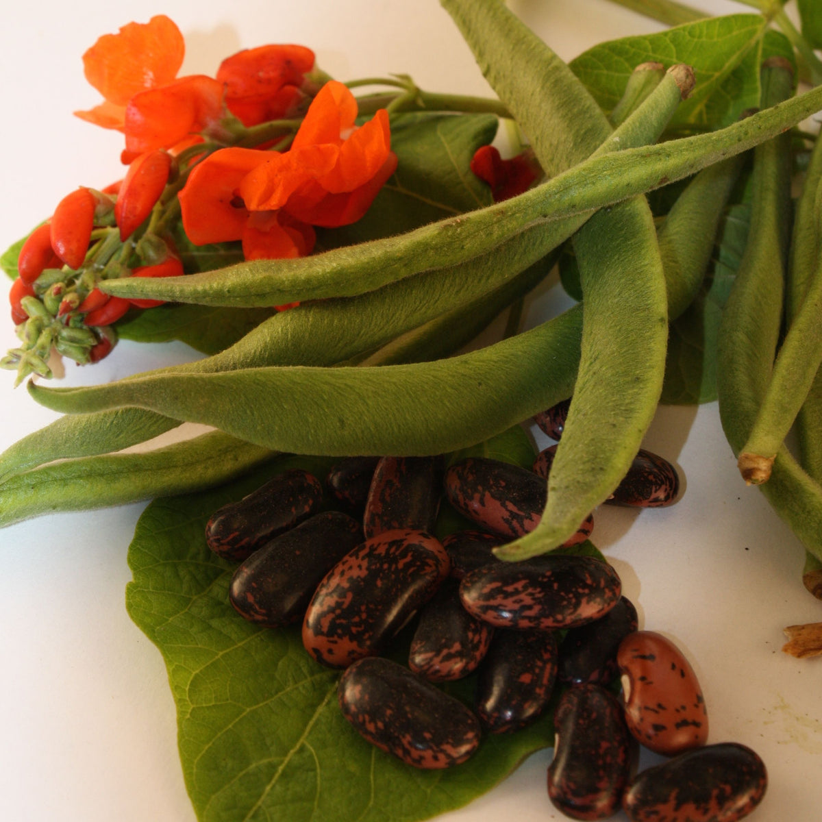 Vue détaillée du Haricot d&#39;Espagne Scarlet Runner, présentant des gousses vertes avec des graines mouchetées de noir et de brun rougeâtre, ainsi que quelques fleurs rouges vibrantes et des feuilles vertes luxuriantes sur un fond blanc, soulignant l&#39;élégance de ces semences bio de Tourne-Sol.