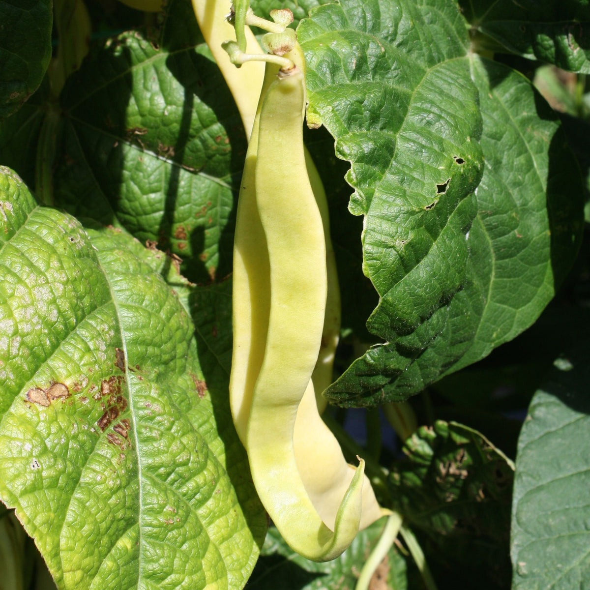 Au milieu d&#39;un feuillage vert luxuriant, une seule gousse mûre de Haricot Grimpant Jaune Gold Marie de Tourne-Sol est suspendue, se prélassant au soleil. Les feuilles présentent quelques taches brunes et une texture qui ajoute des détails naturels à cette scène de ferme animée.