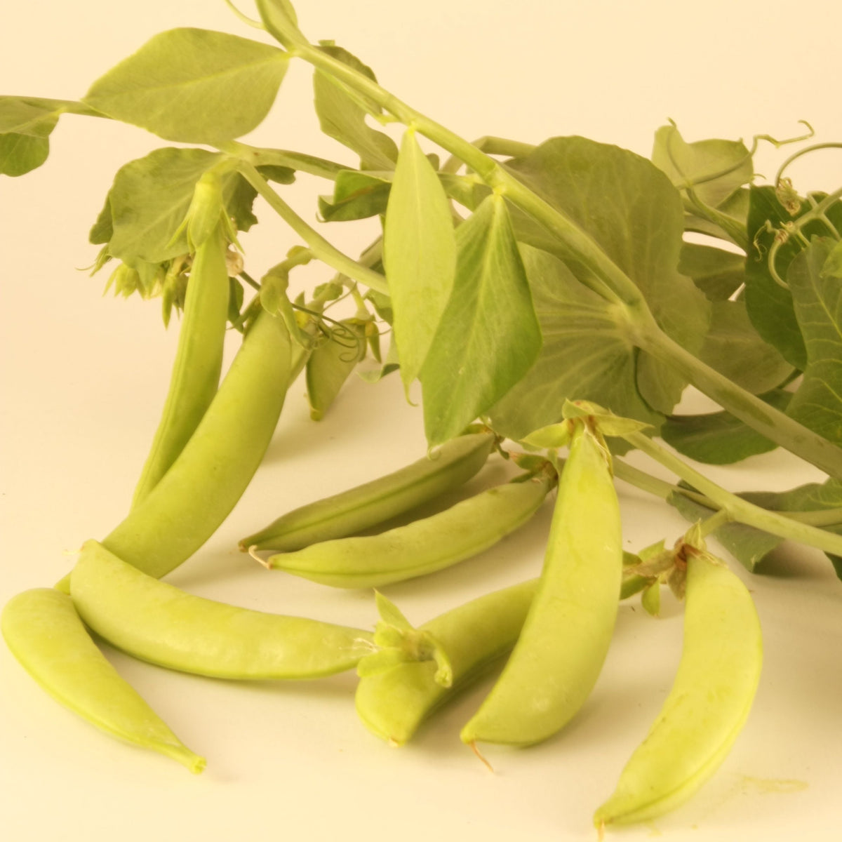 Les pois mange-tout sucrés de Tourne-Sol, rappelant les bonbons de la nature, sont suspendus à la vigne avec des tiges et des vrilles feuillées. Ces gousses vibrantes illustrent différents stades de croissance sur un fond neutre, illustrant la promesse d&#39;une floraison naturelle avec des graines biologiques.