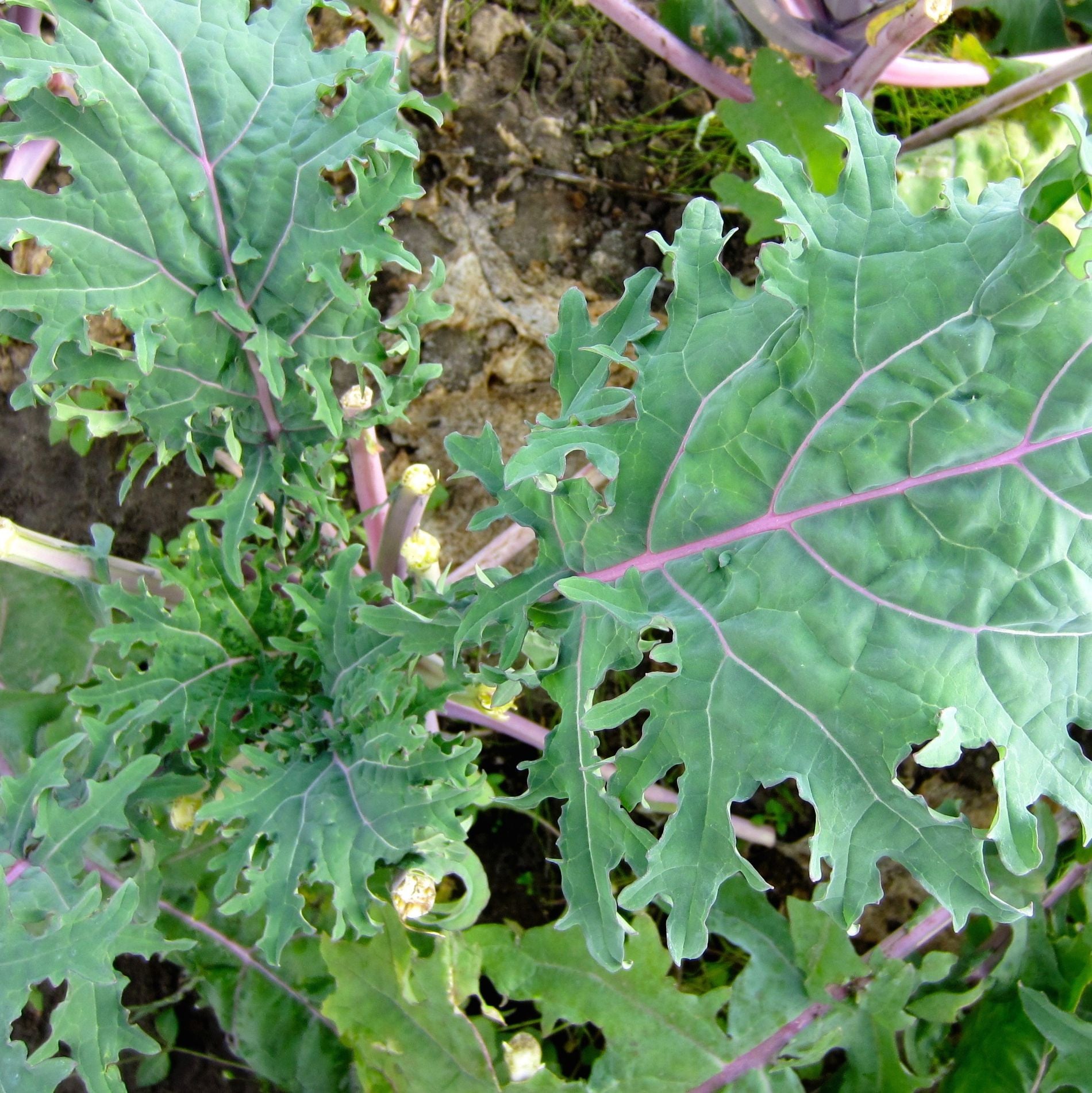 Gros plan du chou frisé Red Russian - semences bio de Tourne-Sol, aux bords délicats et dentelés et aux tiges rouges vibrantes qui prospèrent dans un jardin. La texture des feuilles vertes est détaillée, mettant en valeur les veines et les transitions de couleurs naturelles du vert au violet. Le sol est visible en dessous.