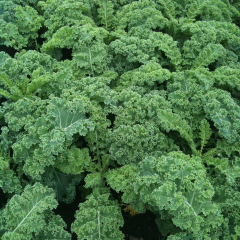 Un gros plan des plantes Kale Vates de Tourne-Sol dans un jardin.