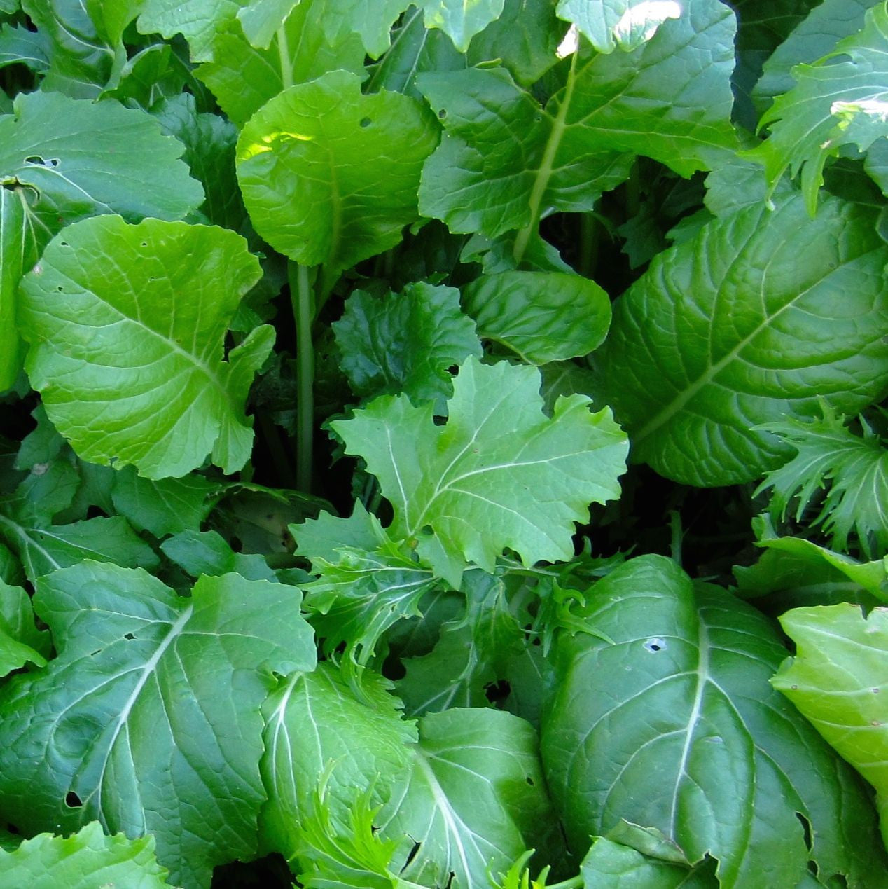 Gros plan de légumes verts luxuriants, mettant en vedette le Mesclun Combo Crucifères de Base de Tourne-Sol, dans un jardin. L'image capture différentes nuances et formes de feuilles, certaines avec de petits trous, mettant en valeur l'aspect naturel et frais de légumes verts sains.