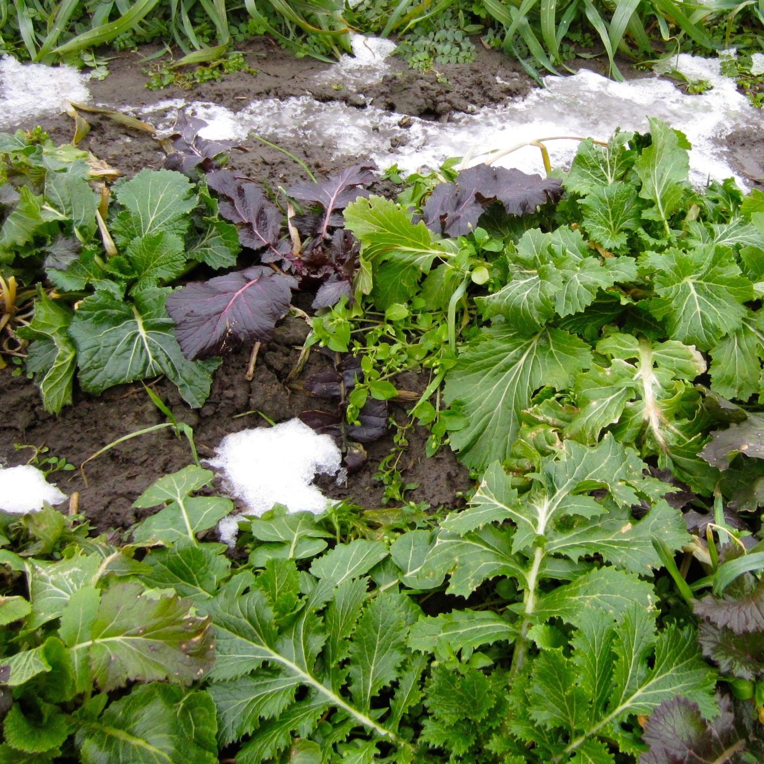 Le Mesclun Verdurette d'Hiver - semences bio de Tourne-Sol s'épanouit au jardin, sa croissance rapide étant accentuée par des plaques de neige au sol. Ces plantes aux couleurs vives se détachent avec audace sur le fond blanc, créant une scène hivernale animée.