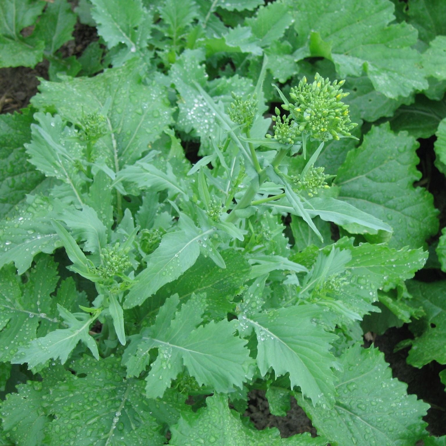 Le Rapini Spring Raab - semences bio de Tourne-Sol présente une plante aux feuilles vertes éclatantes avec des grappes de petites fleurs jaunes non ouvertes en son centre, entourées de grandes feuilles texturées. Des gouttes d'eau scintillent à la surface du Rapini, soulignant sa fraîcheur et sa qualité comestible.