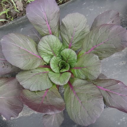 Une vue de dessus du Tatsoi Arc-en-ciel Format Vrac de Tourne-Sol révèle un légume à feuilles vertes avec de larges feuilles qui se fondent dans des nuances de violet vers les bords, ressemblant au violet tatsoi. La plante a un motif de rosette centrale et des tiges roses, s'épanouissant dans ce qui semble être un jardin ou un parterre de ferme.