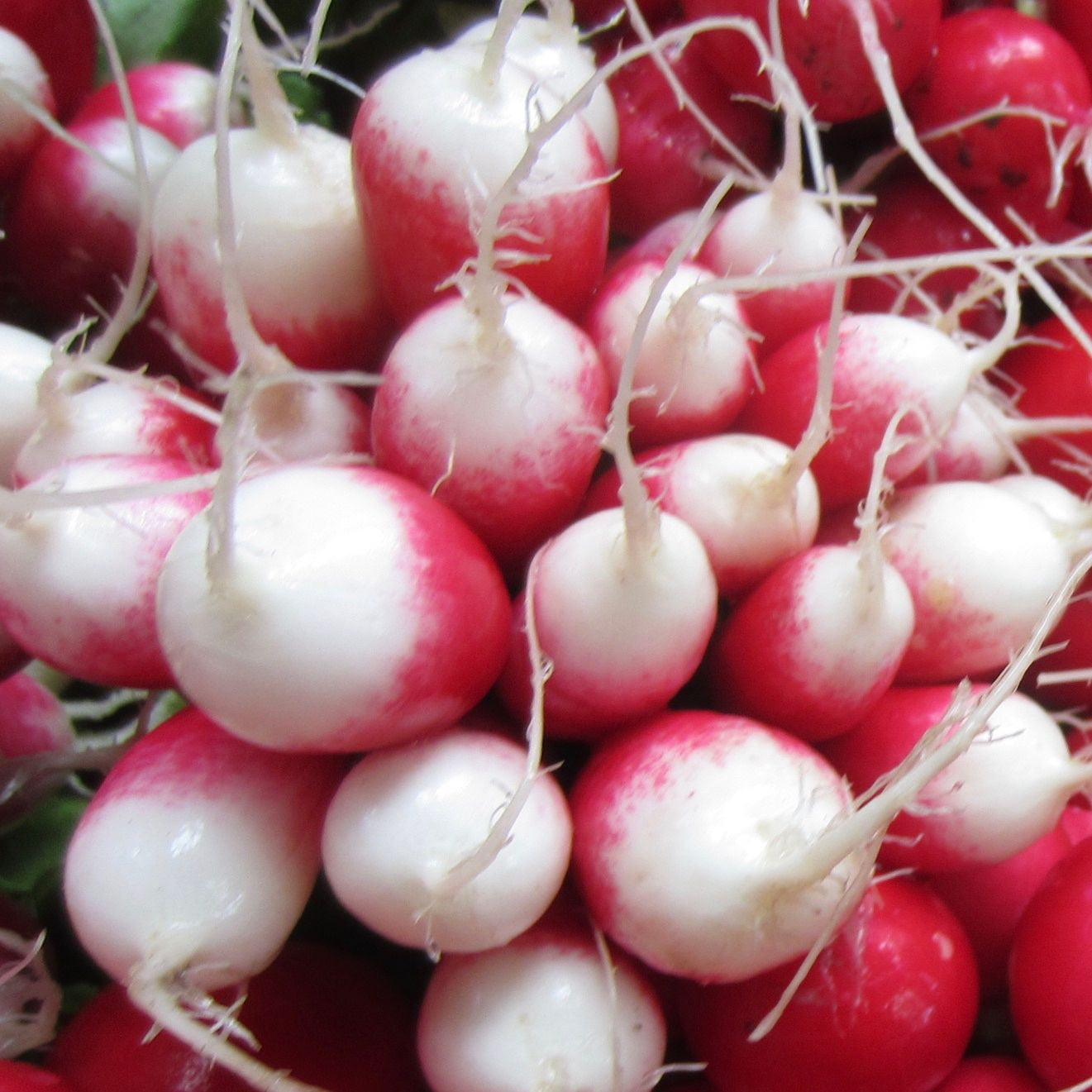 Gros plan sur une grappe de radis bio de la variété French Breakfast de Tourne-Sol, mettant en valeur leurs couleurs rouge et blanche éclatantes et leurs fines racines blanches. Ces radis sont regroupés étroitement, affichant leur aspect naturel et vivant.