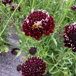 Une abeille est posée sur une élégante fleur de Tourne-Sol Scabieuse Black Knight.