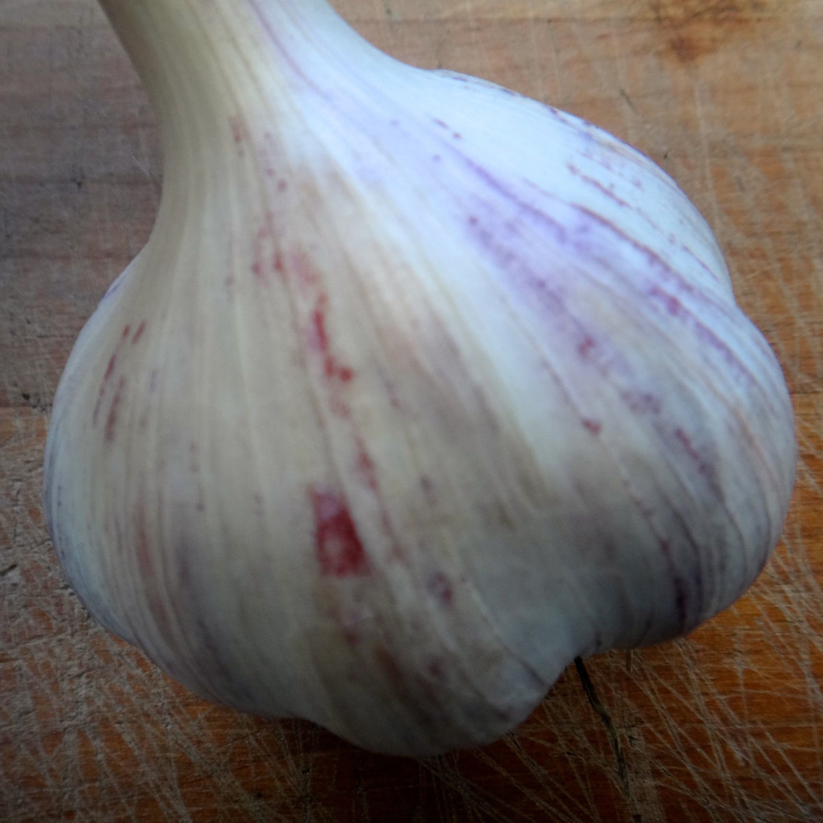 Un gros plan d&#39;un ail rouge Bulbes d&#39;Ail Strien Violet Chesnok sur une table en bois, adapté au rôtissage par Tourne-Sol.