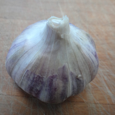 Québec Rocambole Garlic Bulbs
