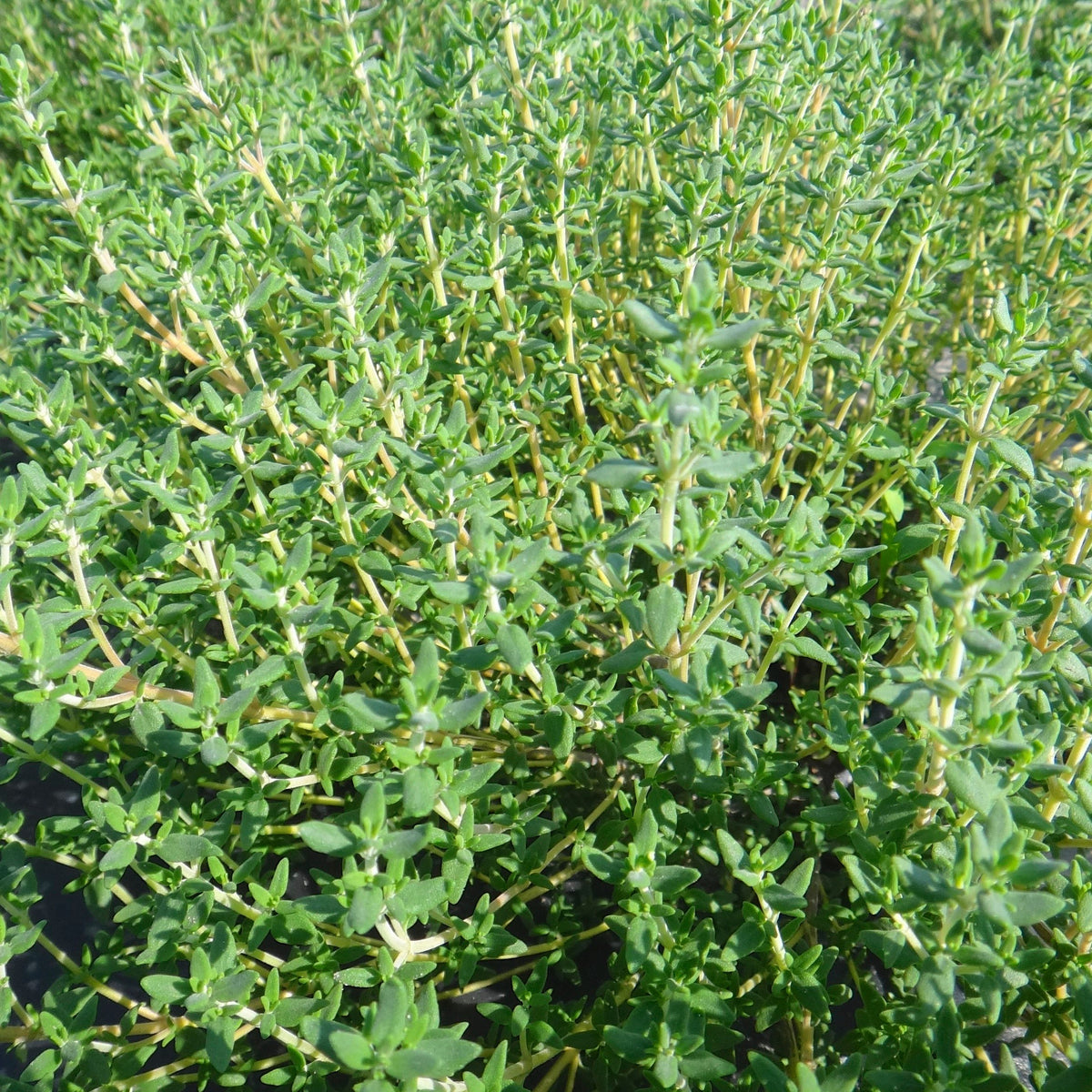 Gros plan d&#39;une plante Tourne-Sol à petites feuilles vertes, que l&#39;on trouve couramment dans la région méditerranéenne.