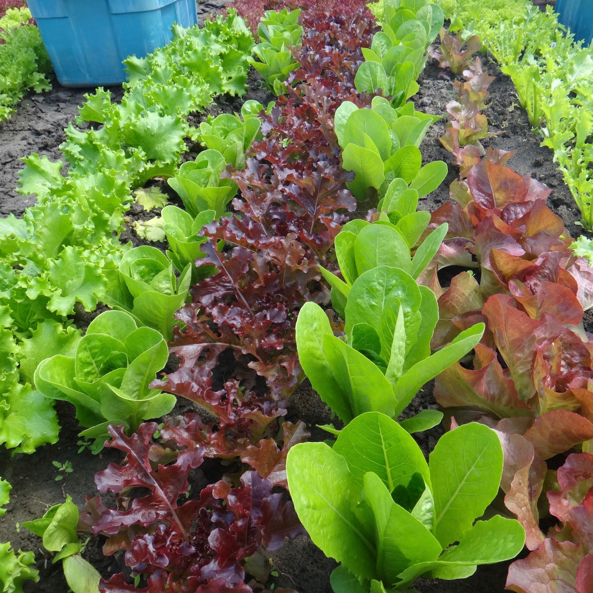 Une rangée de variétés Laitues Mélangées, dont feuille de chêne et romaine, de la marque Tourne-Sol, dans un jardin.