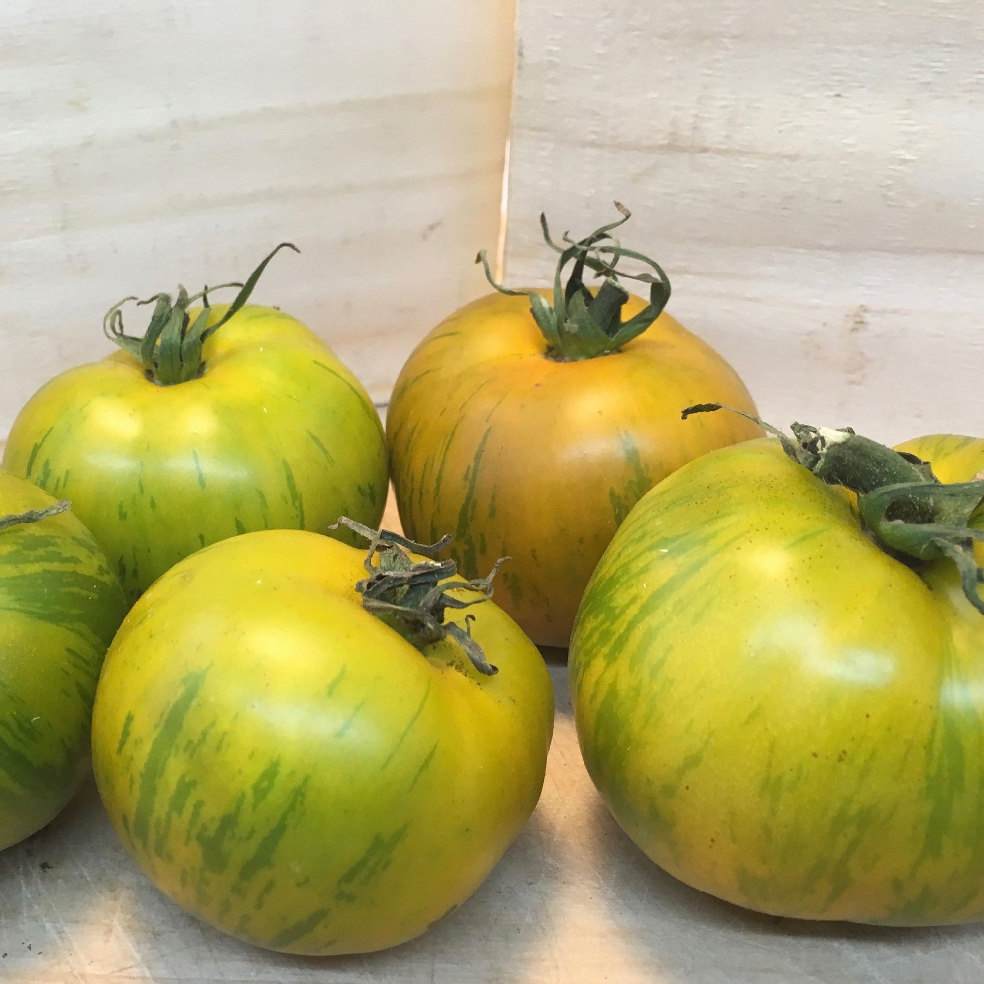 Quatre tomates Tomate Verte Green Zebra de Tourne-Sol sont posées sur une surface en bois assortie au fond. Ces tomates indéterminées, rappelant les rayures de Tom Wagner, varient en taille avec une texture subtilement brillante caractéristique des petits fruits verts rayés.