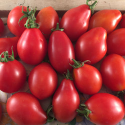 Un groupe de Tomates Rouges à Sauce Fiaschetto Tourne-Sol allongées sur une table.