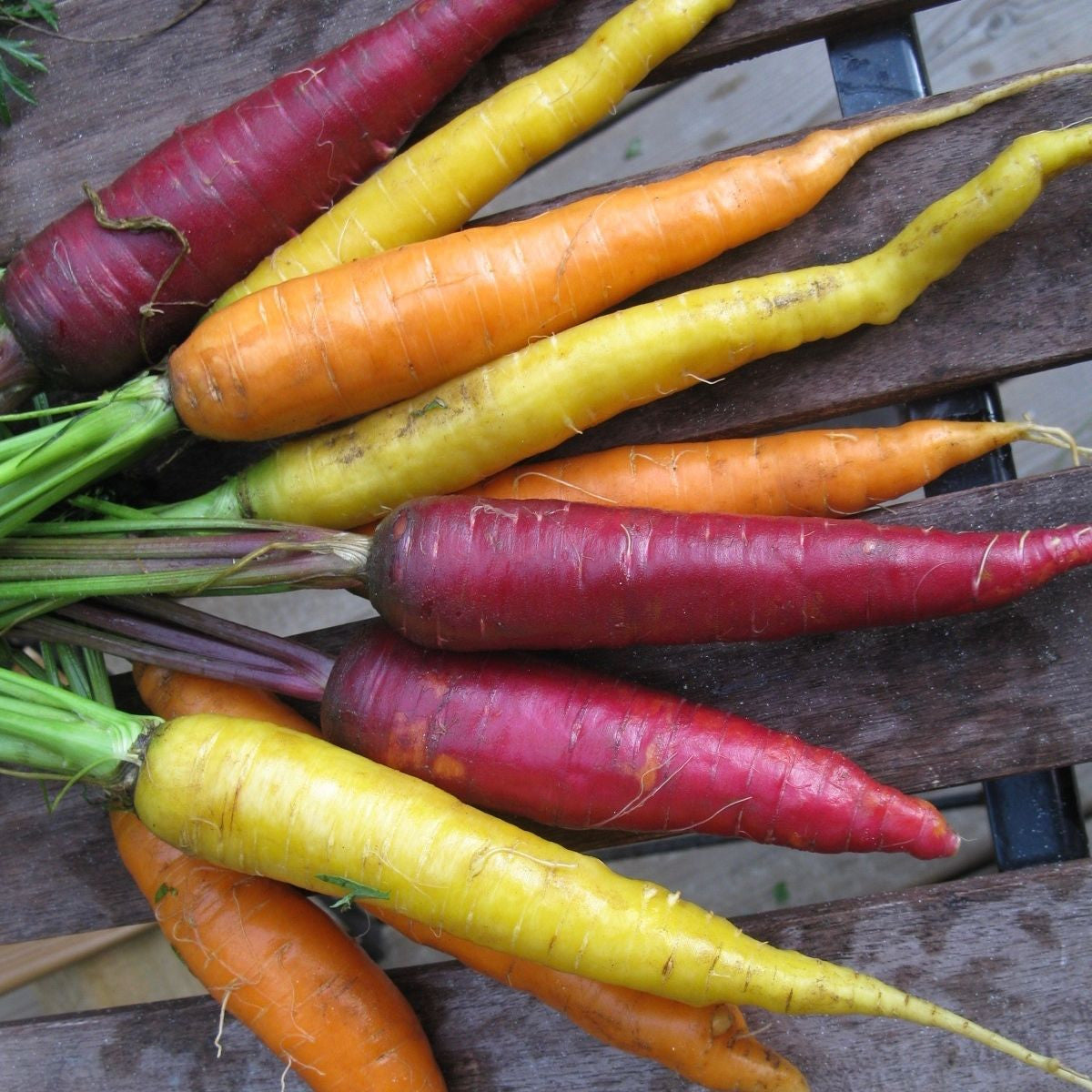 Un bouquet de Tourne-Sol Carotte Doigts de Sorcière coloré sur une table en bois, avec des carottes rouges et jaunes.