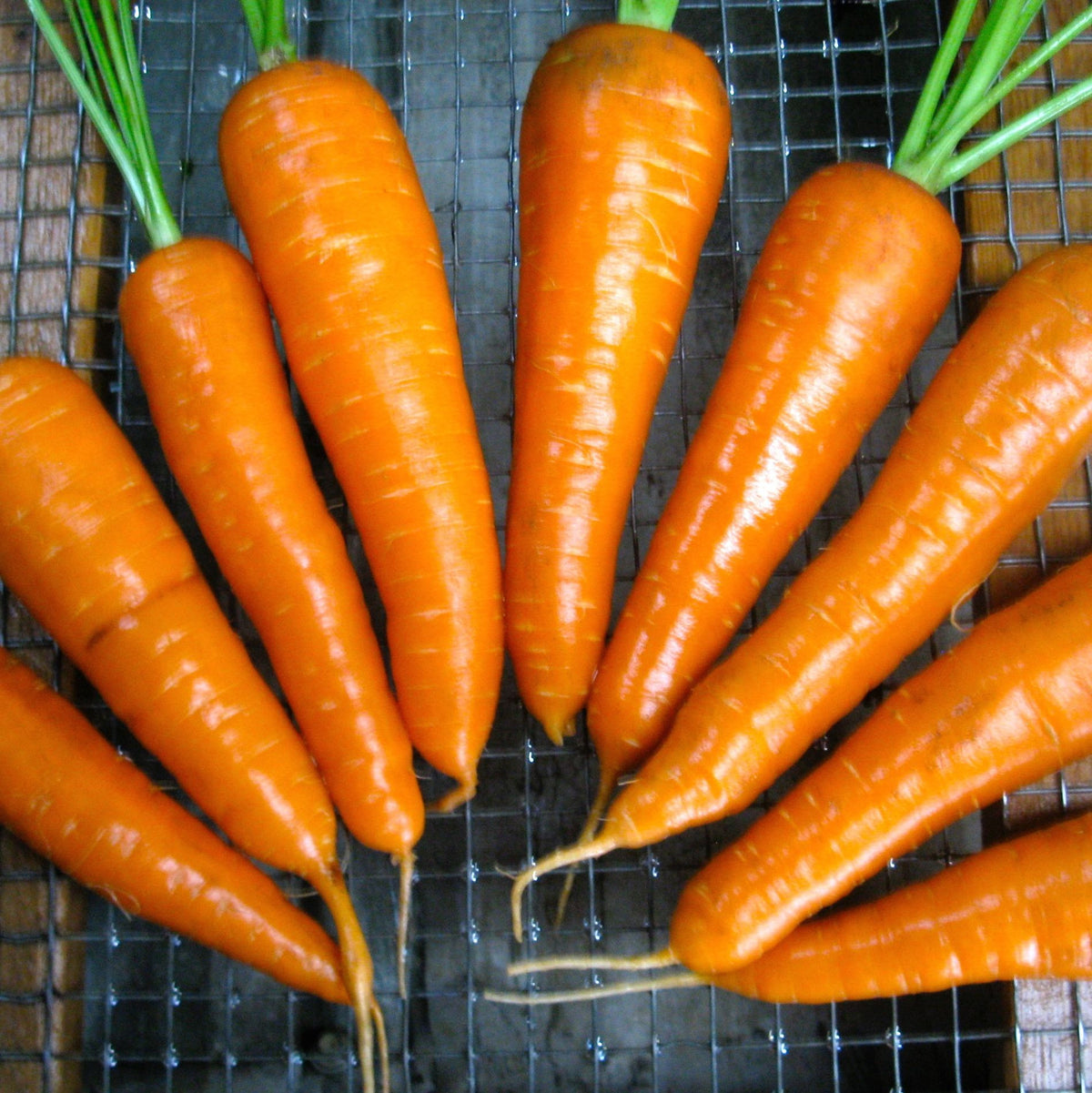 Une grappe de Carotte Rouge Chantenay, facile à cultiver, sur une grille de refroidissement. (Marque : Tourne-Sol)