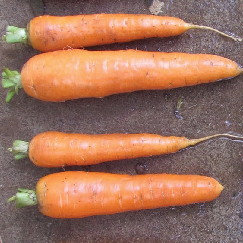 Un plateau de carottes Carotte Kuroda Chantenay de Tourne-Sol posé sur une surface en béton.
