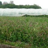 Red Clover, double cut, certified organic  - Cover Crop