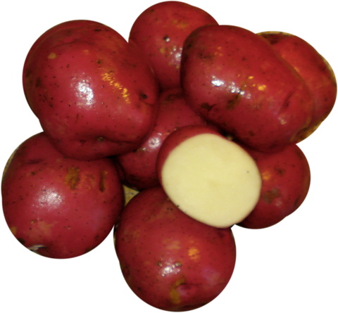 Un tas de pommes de terre de semence biologiques avec un morceau de pomme de terre TS Norland à peau rouge au milieu.