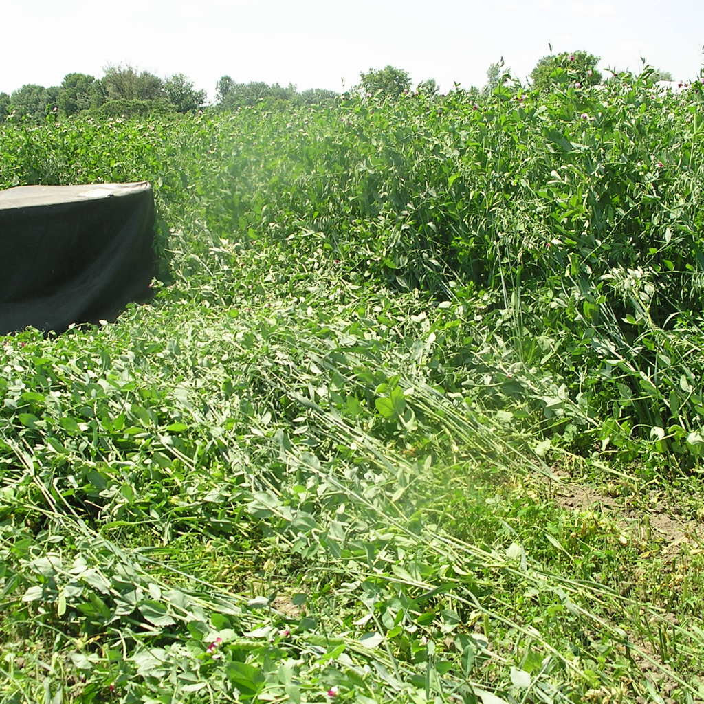 40-10 forage peas being mowed