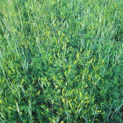 yellow blossom sweet clover flowering in mix with fall rye